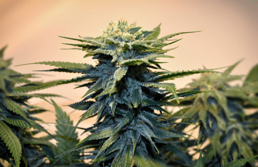 cannabis plant with blloming flower