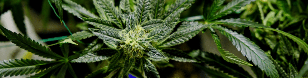 rainmaker strain of cannabis